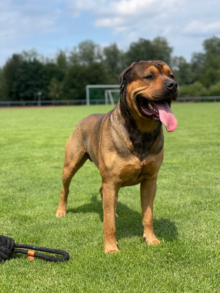 Hundetreffen-Trainings/Spielpartnerin gesucht!-Profilbild