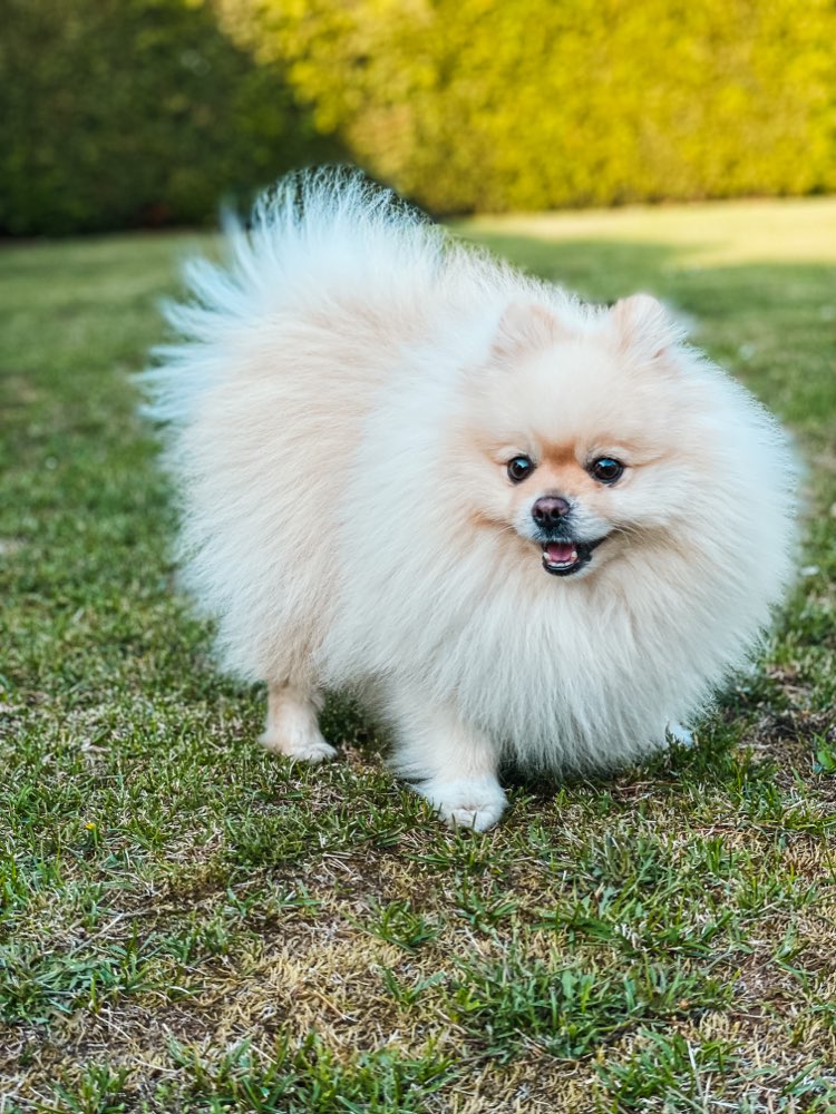 Hundetreffen-Gemeinsame Gassi- und Schnüffelrunde-Profilbild