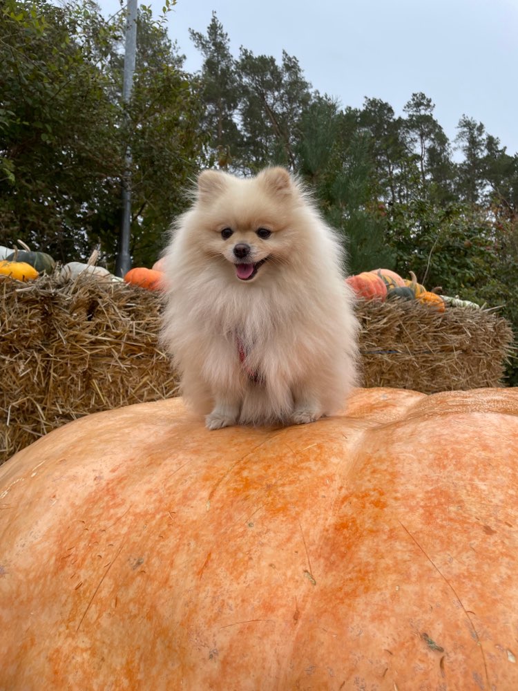 Hundetreffen-Hunderunde und Spielgefährten-Profilbild