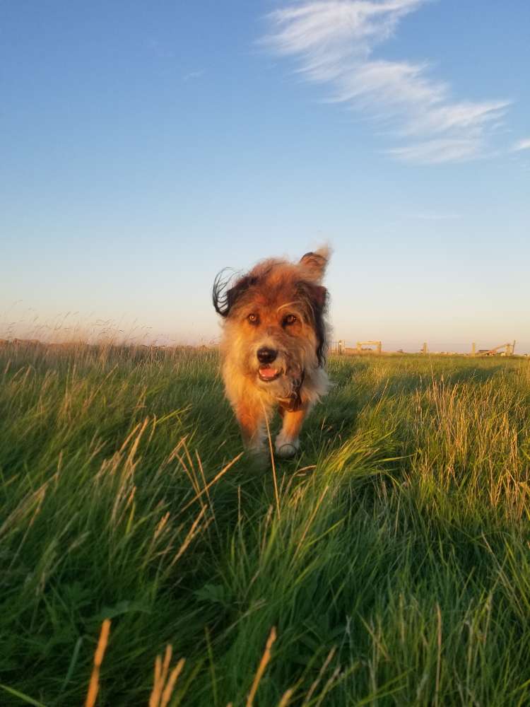 Hundetreffen-Social Walk/ Spaziergang (vorerst) ohne Kontakt-Profilbild