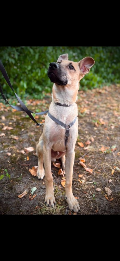 Hundetreffen-Hundetreffen/ Gassirunden und Spielfreunde-Profilbild