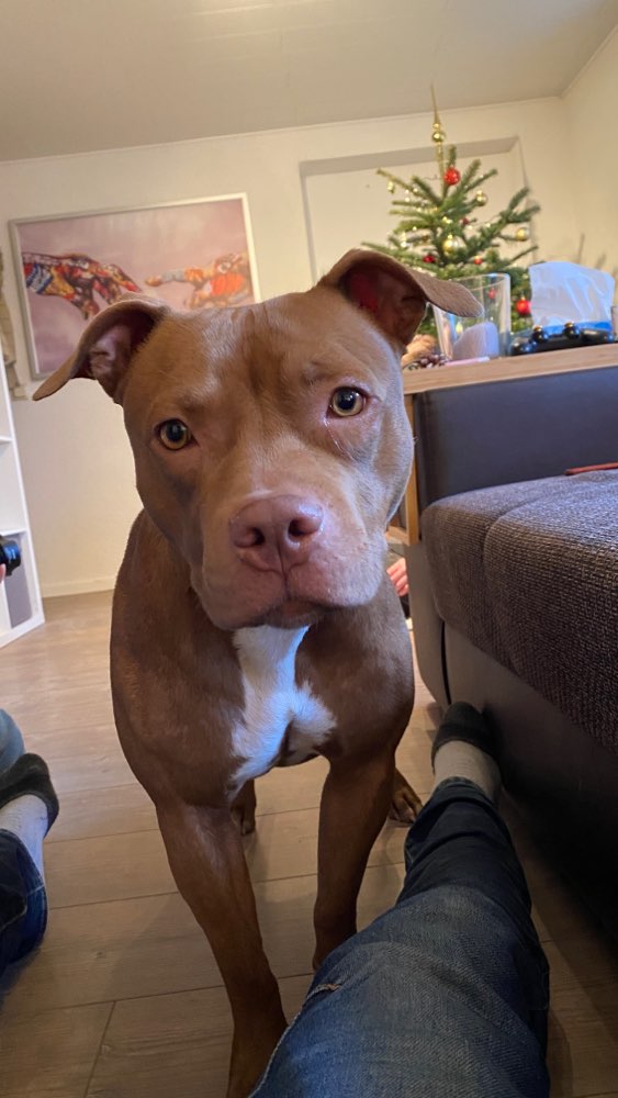 Hundetreffen-Hundetteffen-Profilbild