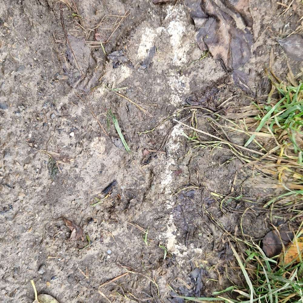 Giftköder-Vermutlich Gift-Profilbild