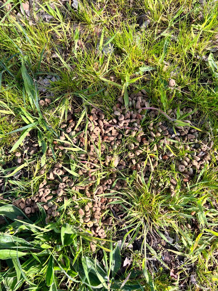 Giftköder-Möglich vergiftetes Futter-Profilbild