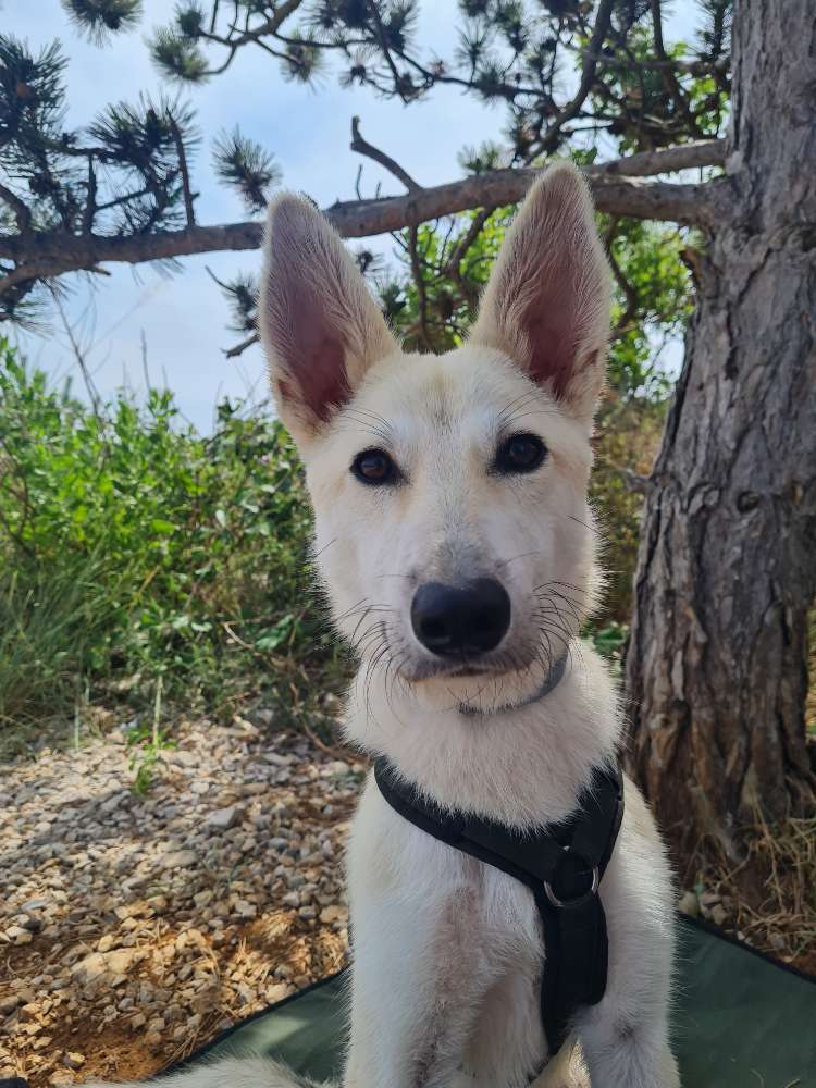 Hundetreffen-Hundefreunde in Fürth für gemeinsame Aktivitäten gesucht-Profilbild