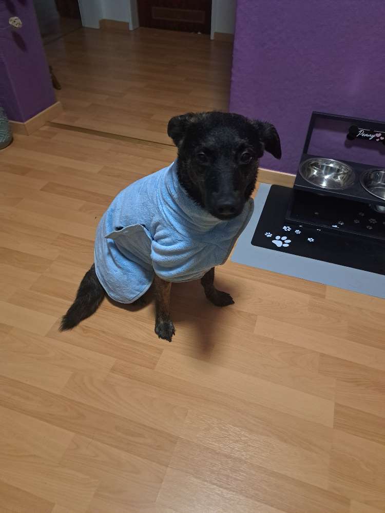 Hundetreffen-Spiel- und Gassipartner-Profilbild