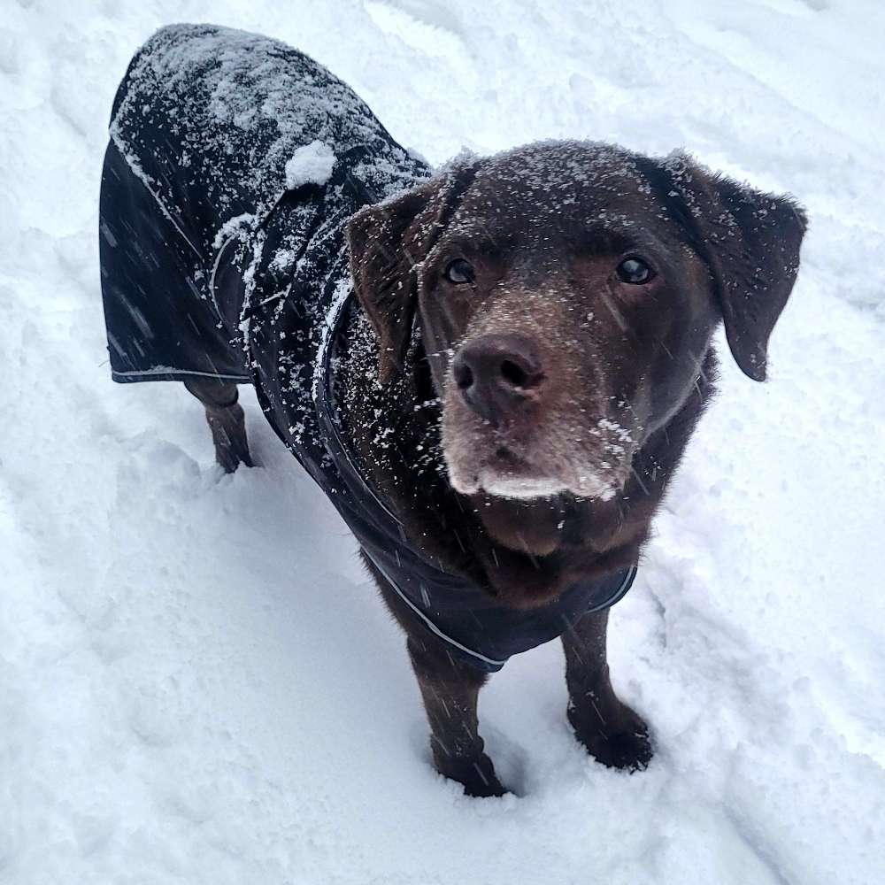 Suchmeldung-Cesar-Profilbild