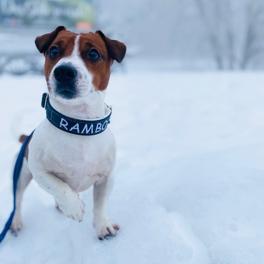 Hundetreffen-Gassi & Spielrunde🐶-Profilbild