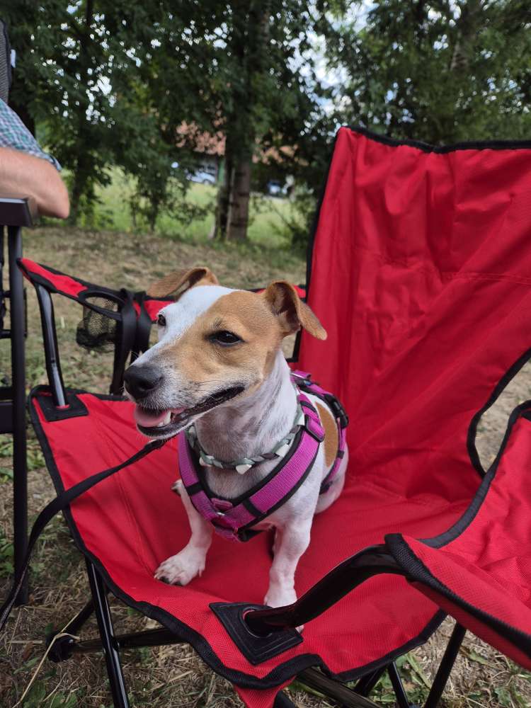 Hundetreffen-Spielrunde für Vaiana-Profilbild