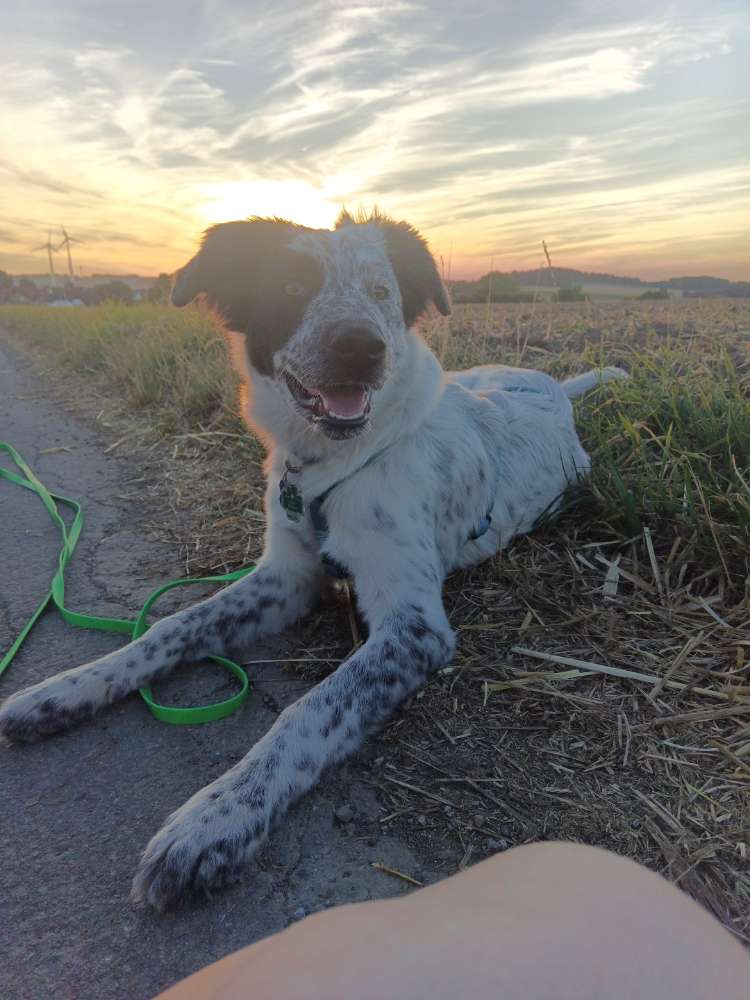 Hundetreffen-Hunde Kontakte: spielen, lernen, Sozialkontakte knüpfen-Profilbild