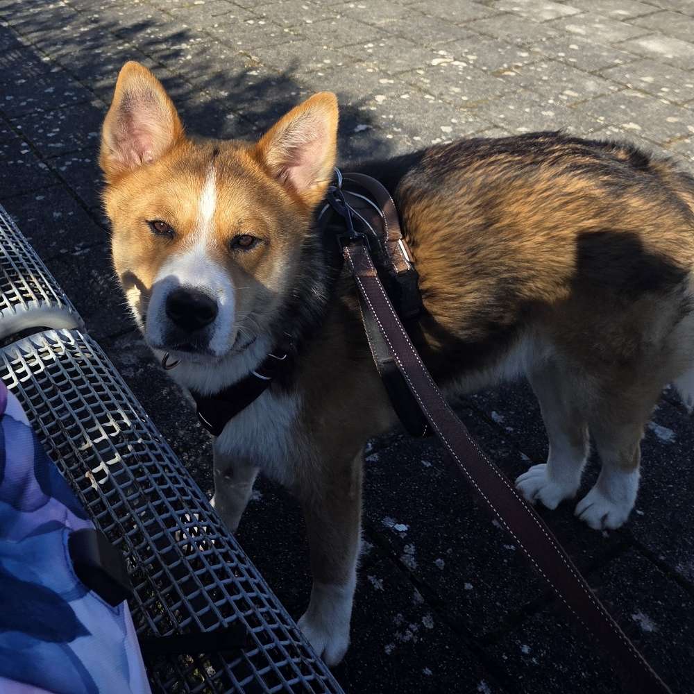 Hundetreffen-Junghund auf der Suche nach Freunden-Profilbild