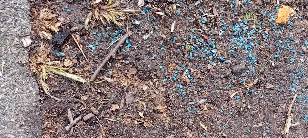 Giftköder-Evtl Blaukorn!!!-Profilbild