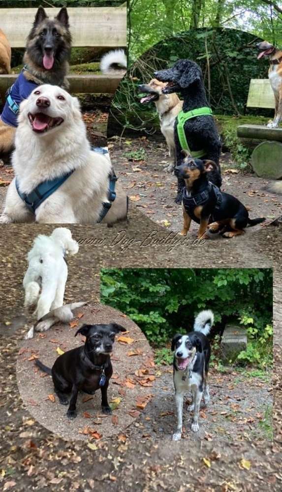 Hundetreffen-Kostenlose Spaziergänge mit den DogBuddys Ruhrgebiet.-Profilbild