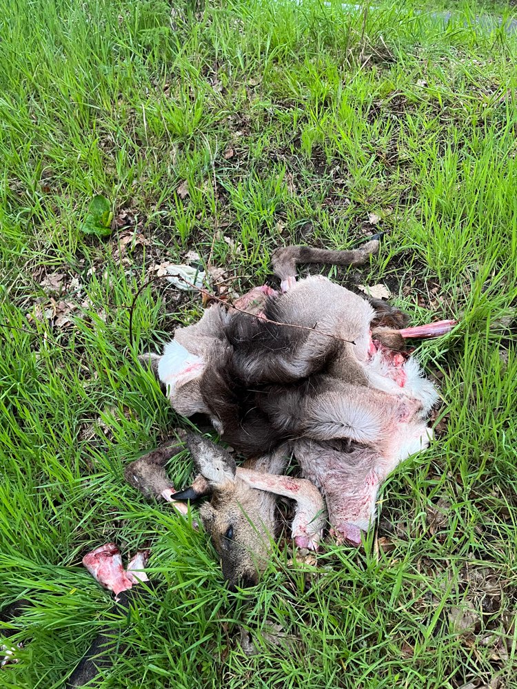 Giftköder-Schlachtabfälle / Wilderer-Profilbild