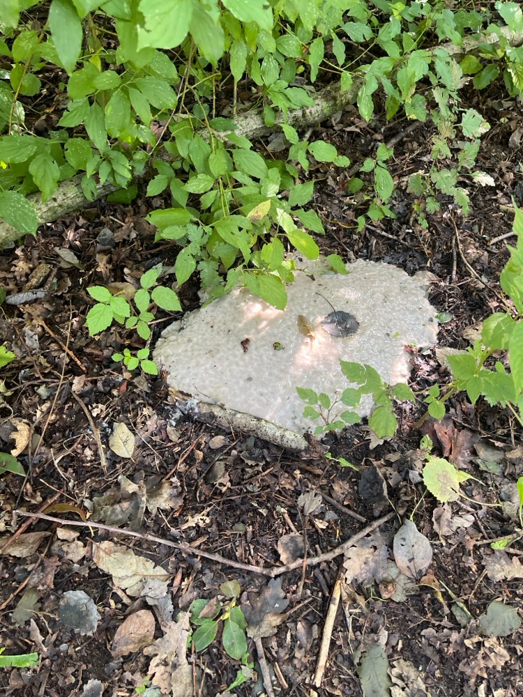 Giftköder-Unbekannte Substanz-Profilbild