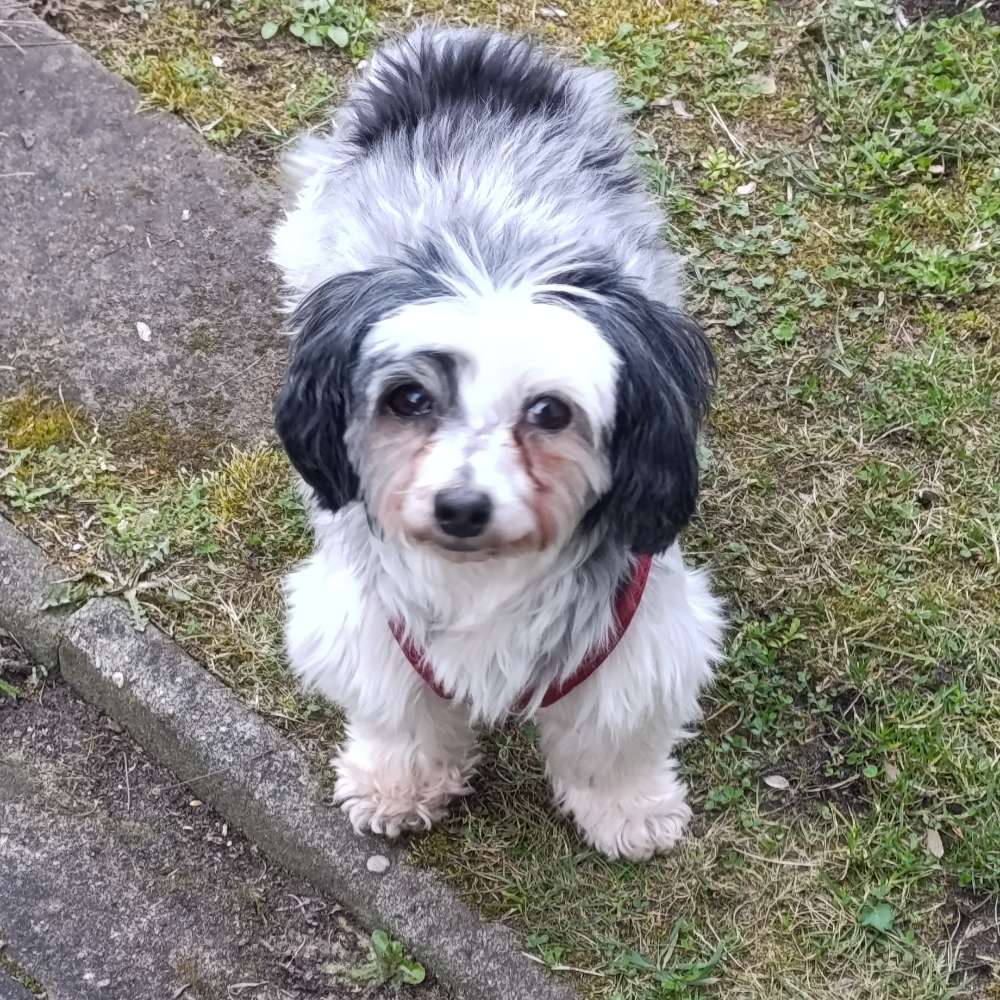 Hundetreffen-Spaziergang in der Heide-Profilbild
