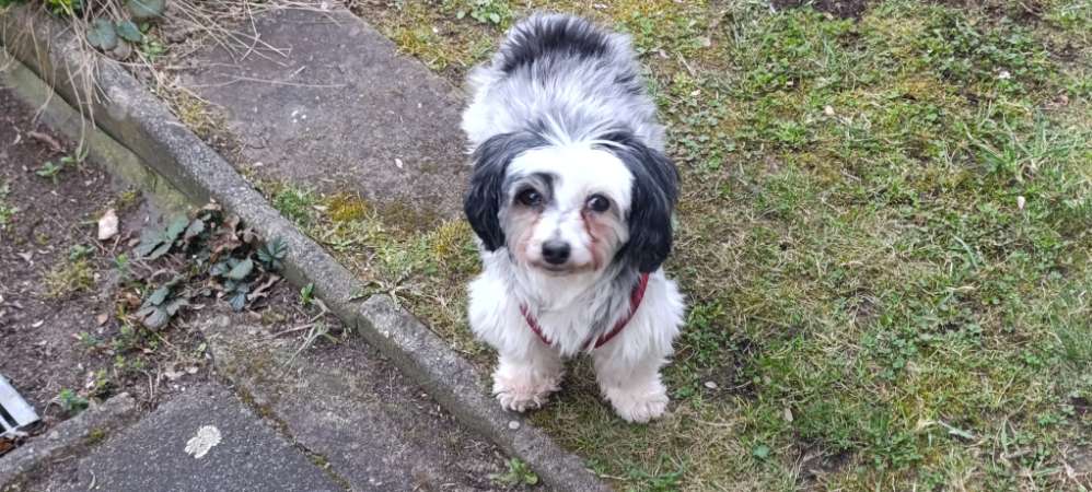 Hundetreffen-Osterspaziergang in der Heide-Profilbild