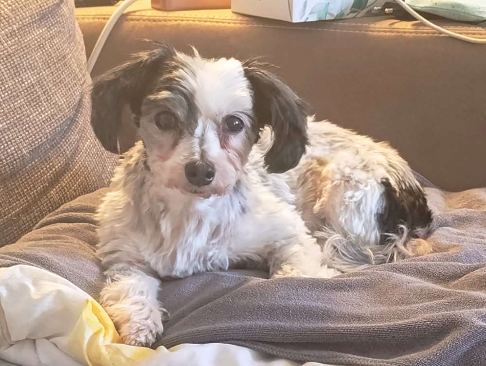 Hundetreffen-Weihnachtsspaziergang 😀-Profilbild