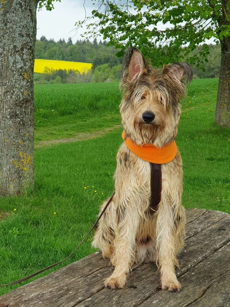 Hundetreffen-Social Walks-Profilbild