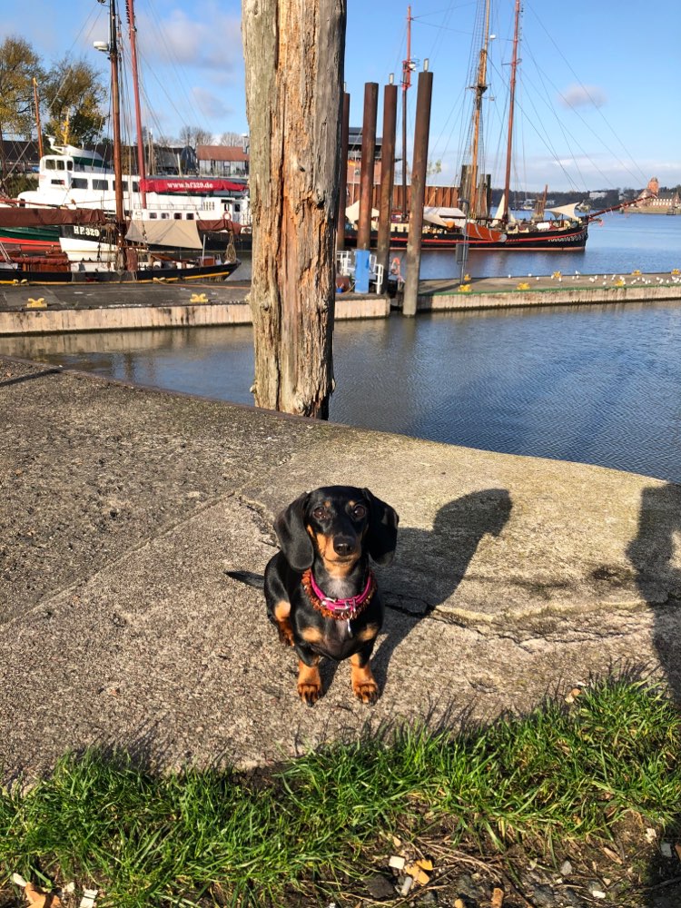 Hundetreffen-Welpen spiel/ lern & Spazier Freunde gesucht-Profilbild