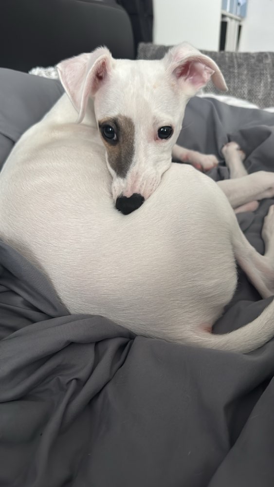 Hundetreffen-Hunderunde/gemeinsam toben-Profilbild