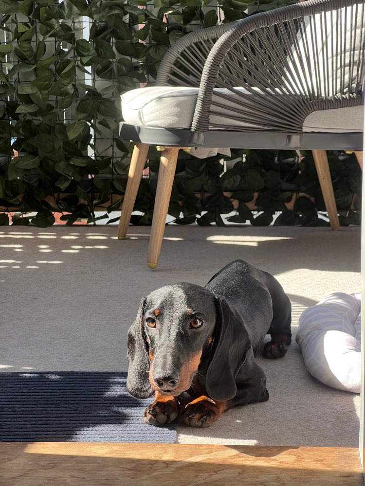 Hundetreffen-🐾 Spiel- und Gassipartner für Dackel Gustl gesucht 🐾-Profilbild