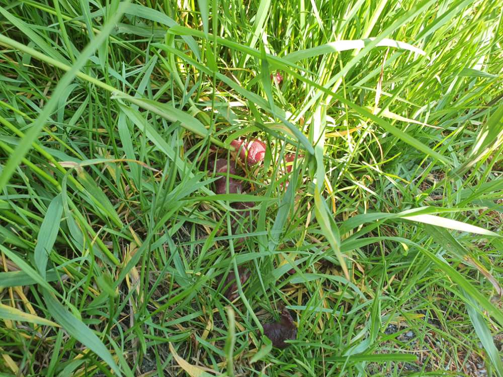 Giftköder-Giftköder-Profilbild