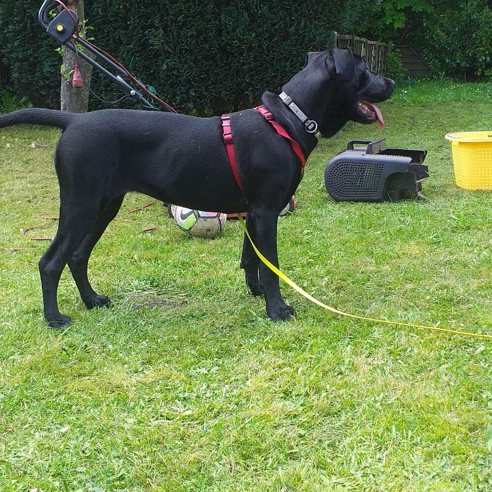 Hundetreffen-Bella sucht freunde-Profilbild