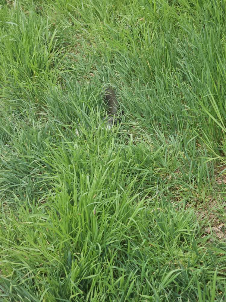 Giftköder-Toter Marder im Gras-Profilbild