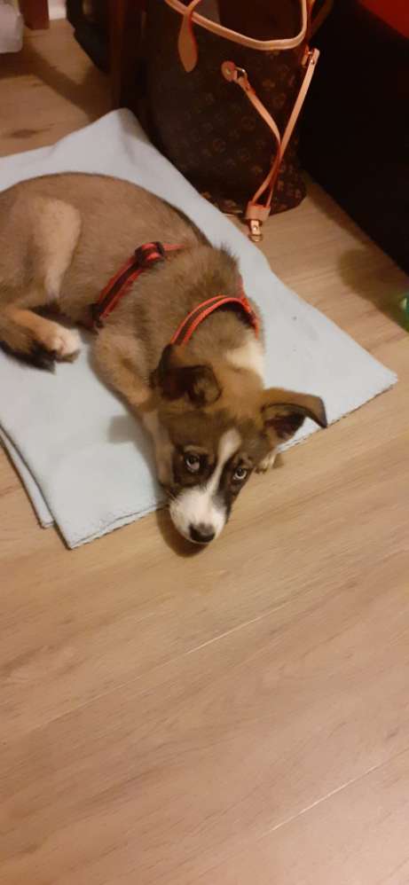 Hundetreffen-Welpentreffen-Profilbild