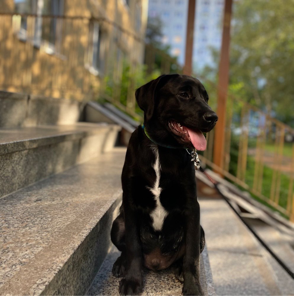 Hundetreffen-Welpentreffen in Winzerla/Jena-Profilbild