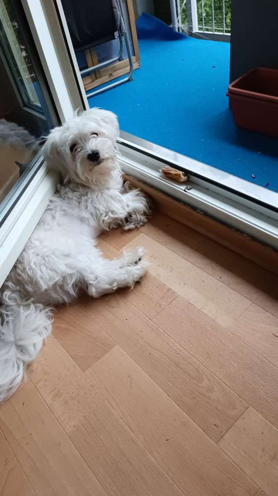 Hundetreffen-Gassi und Spielrunde in Johannstadt-Profilbild