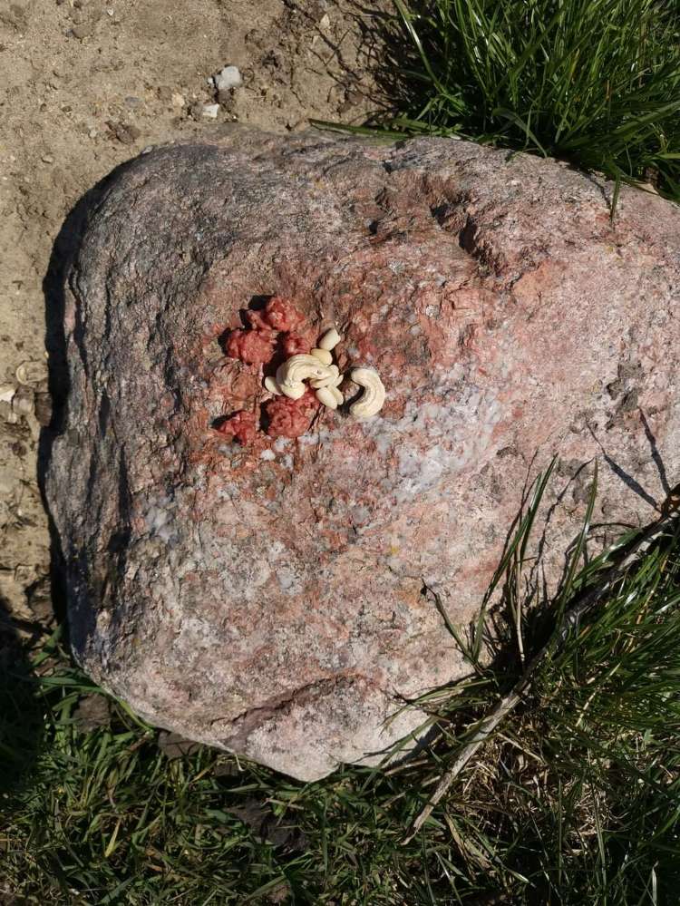 Giftköder-Ausgelegtes Mett und Nüsse-Profilbild