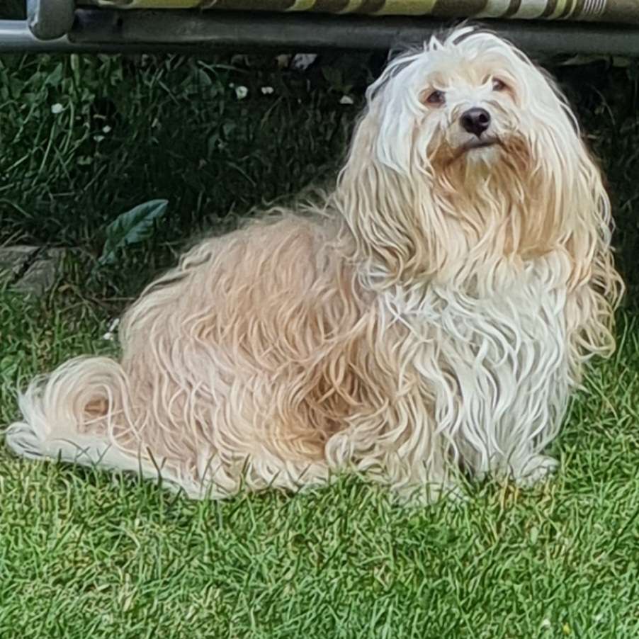 Hundetreffen-Treffen zum Spielen-Profilbild