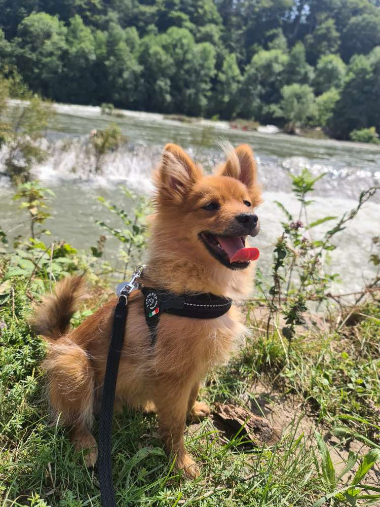 Hundetreffen-Suchen kleinen Spielfreund für Kirby-Profilbild