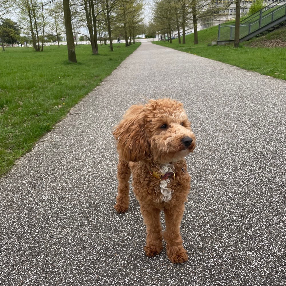 Hundetreffen-Gemeinsamer Spaziergang/ Spielrunde-Profilbild