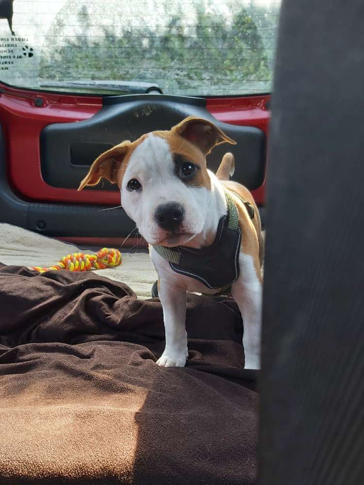 Hundetreffen-Welpentreffen / Sozialisierungstreffen-Profilbild