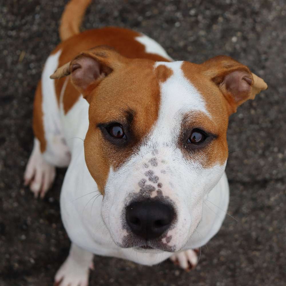 Hundetreffen-Gassi (bei Sympathie Spielen) Engen-Profilbild