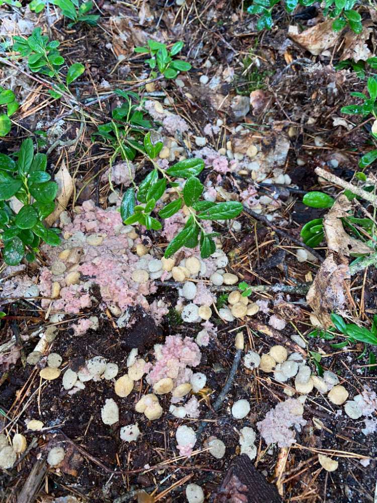 Giftköder-evtl. Giftköter-Profilbild