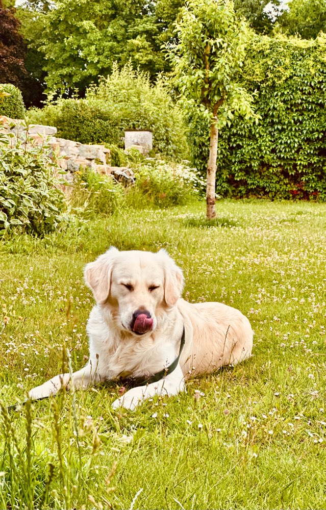 Hundetreffen-Spazieren statt spielen-Profilbild