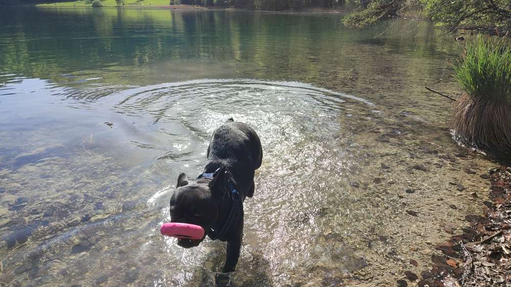 Hundetreffen-Suche Gassi/Spiel-Buddy für meine Franz. Bulldogge-Profilbild