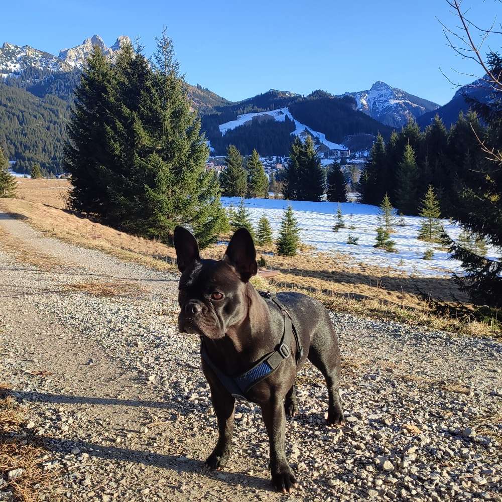 Hundetreffen-Suche Gassi/Spiel-Buddy für meine Franz. Bulldogge-Profilbild