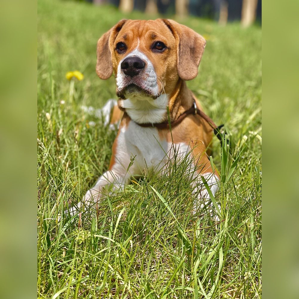Hundetreffen-Gassirunde/Trainingspartner-Profilbild