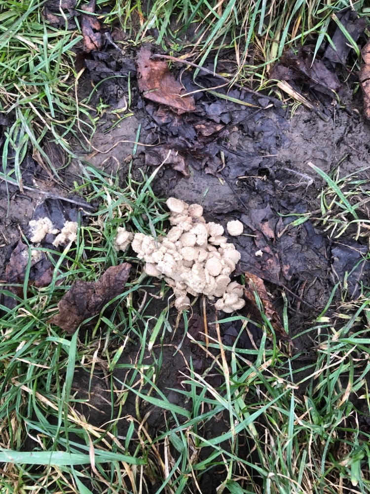 Giftköder-Ausgelegtes Trockenfutter-Profilbild