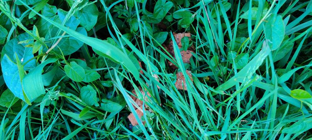 Giftköder-Ausgelegte Lebensmittel (Polizei ist informiert)-Profilbild