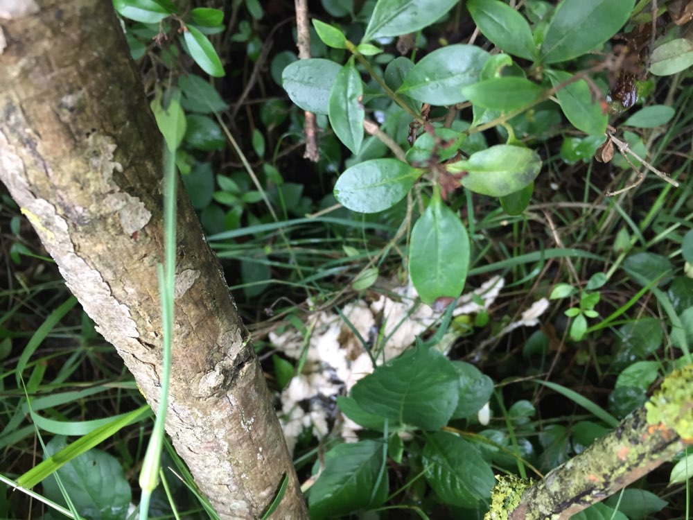 Giftköder-Möglicher Giftköder-Profilbild