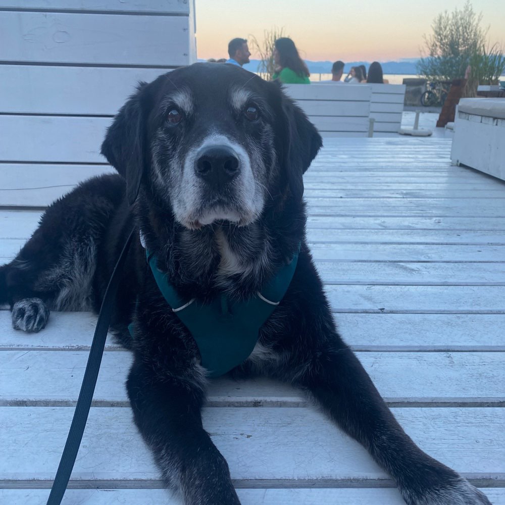 Hundetreffen-Seniorenrunden drehen ☺️-Profilbild