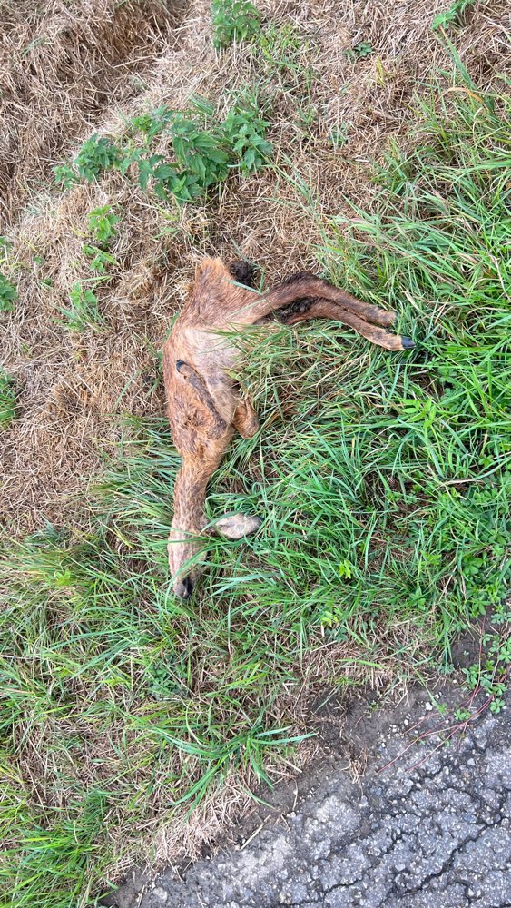 Giftköder-Totes Reh am Wegesrand.-Profilbild