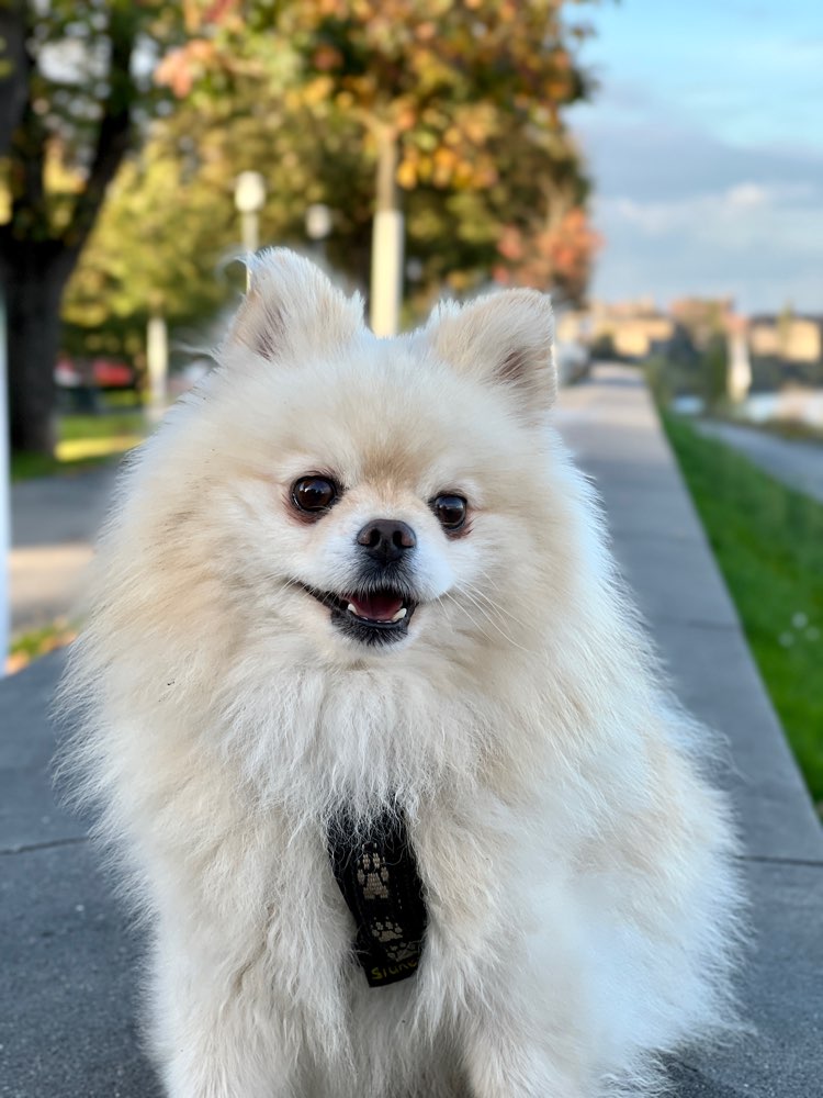 Hundetreffen-Gassi- Spielpartner-Profilbild