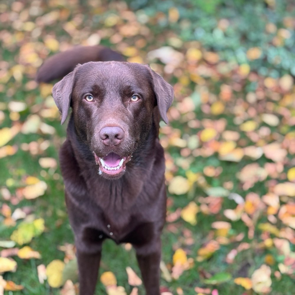 Hundetreffen-Gassi- + Trainingspartner-Profilbild